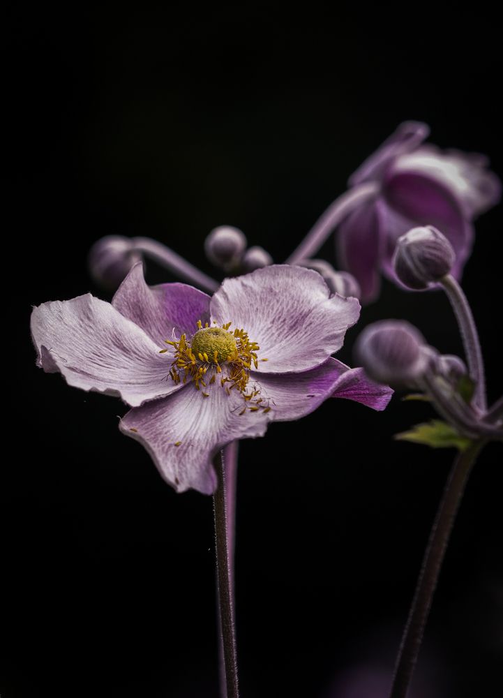 Фотография автора Оксана Дорн