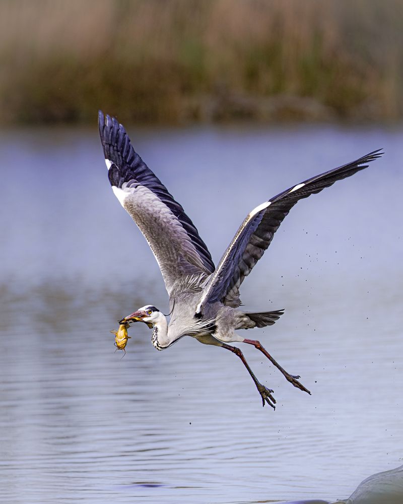 Фотография автора Оксана Дорн