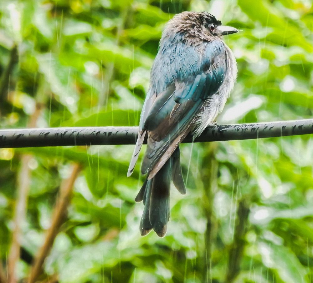 Photograph by Pawan Guruge