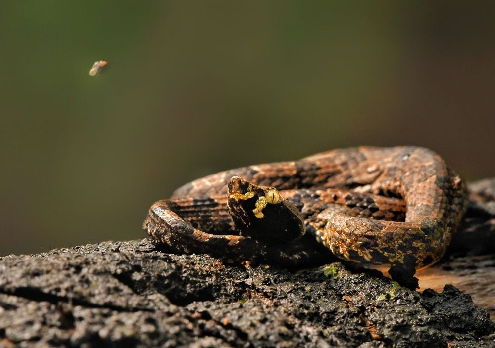 Photograph by George S George