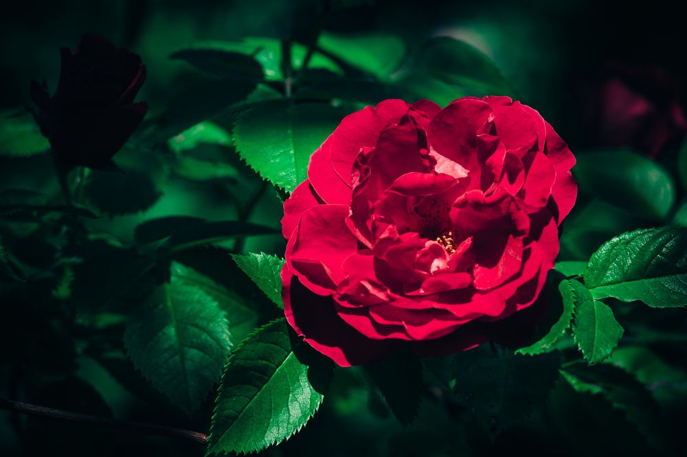 Photograph by Dmitriy Vargaz