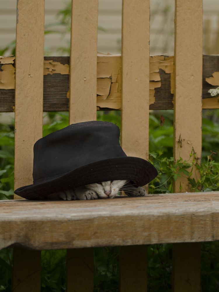 "Живая шляпа"