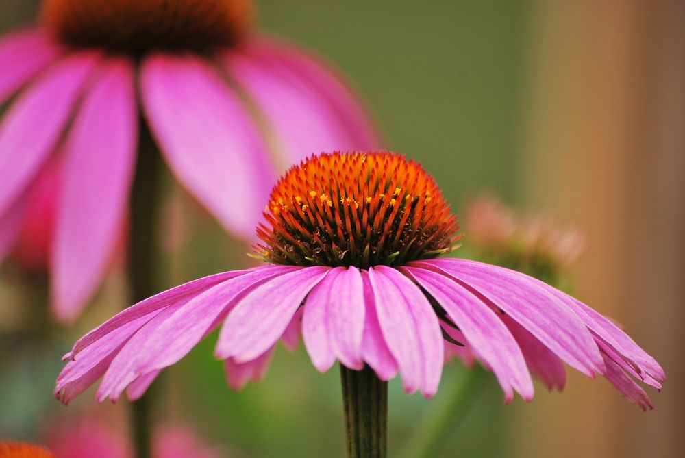 Photograph by Дмитрий Кривойван