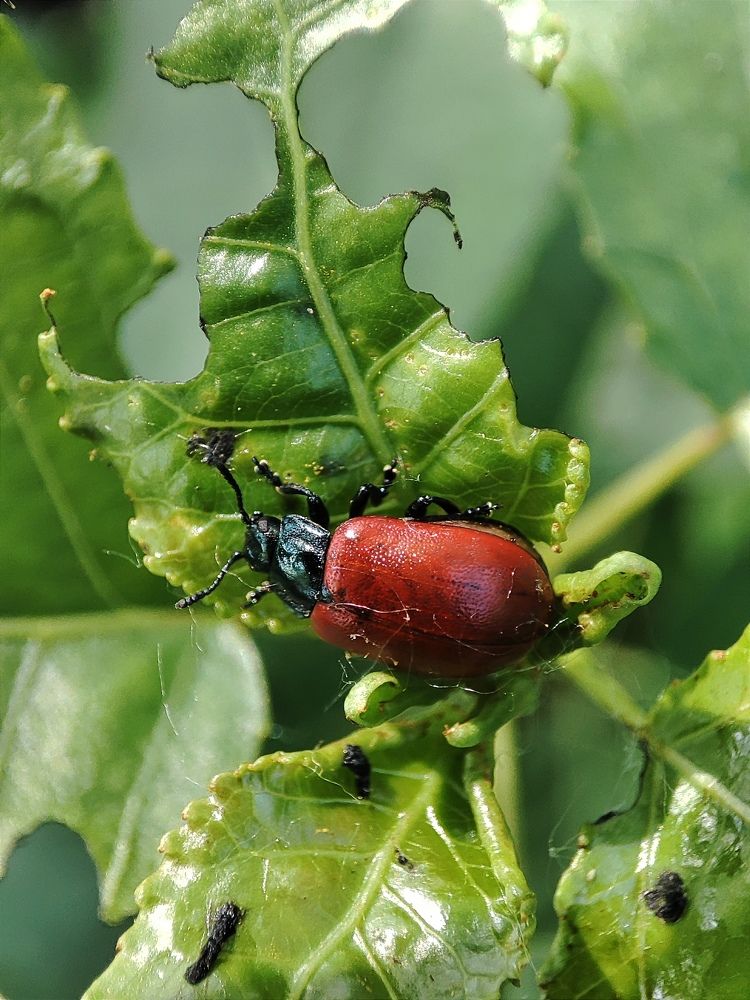 Photograph by Арина