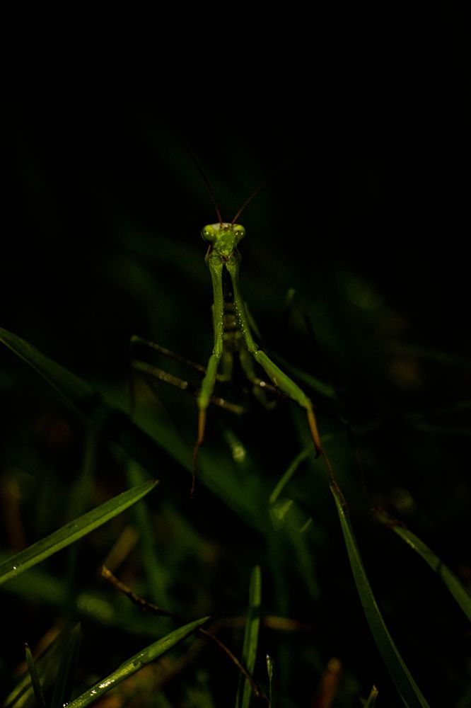 Photograph by Светлана Бохан