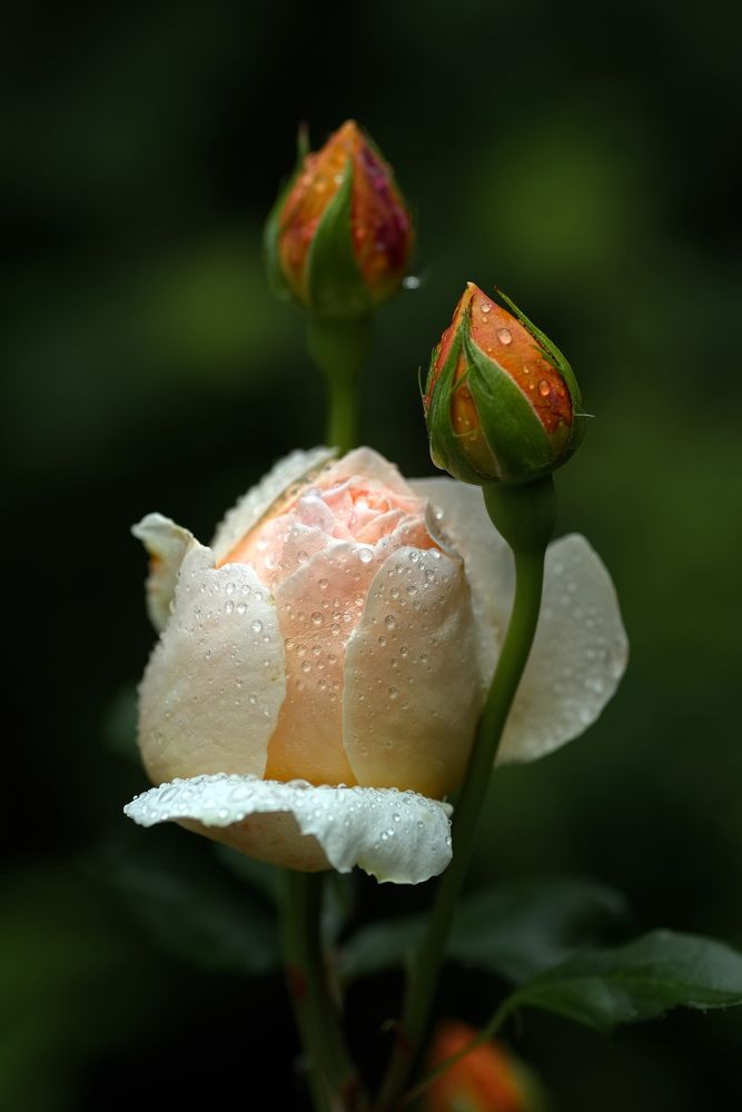 Фотография автора Юрий Кашлевский