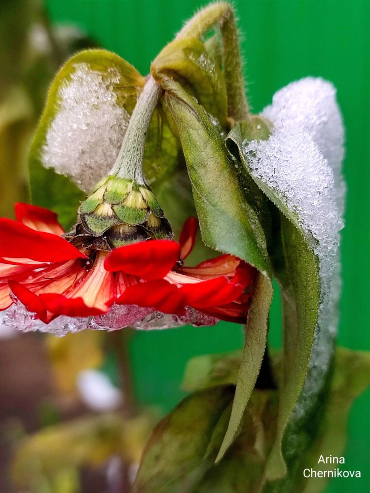 Photograph by Арина