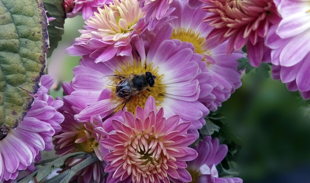 Photograph by Alex Kalpus