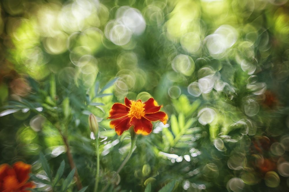 Утонуть в боке..