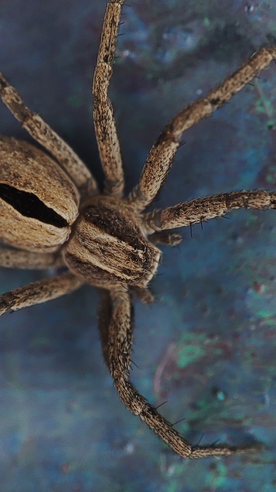 Маленький гость.