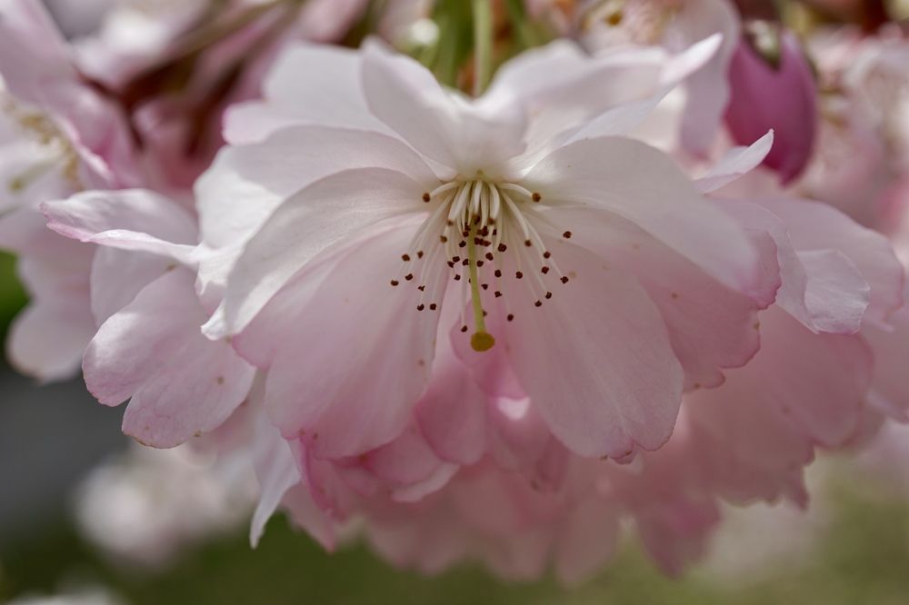 Фотография автора Liudmila Kiermeier