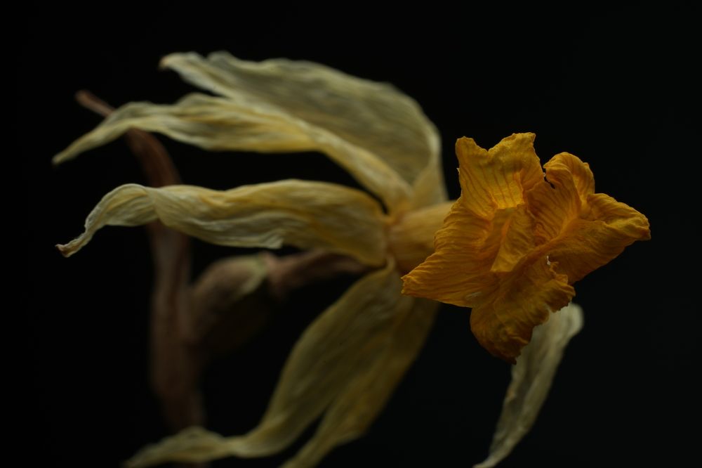 Фотография автора Elena Kulakova