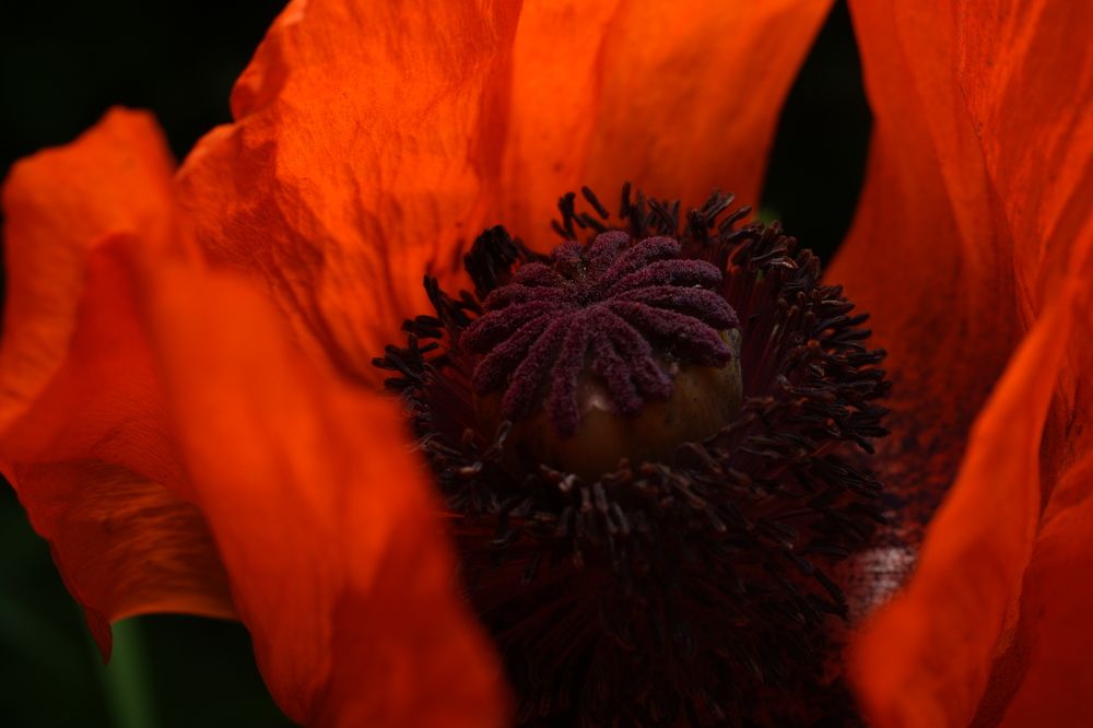 Фотография автора Elena Kulakova