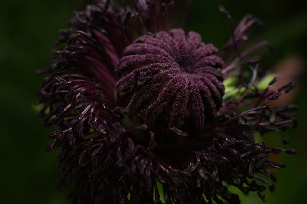 Фотография автора Elena Kulakova