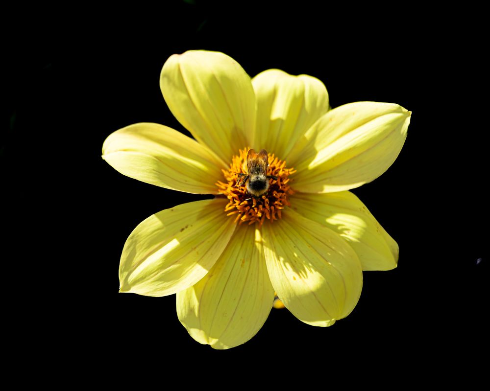 Фотография автора Michel PACHOT