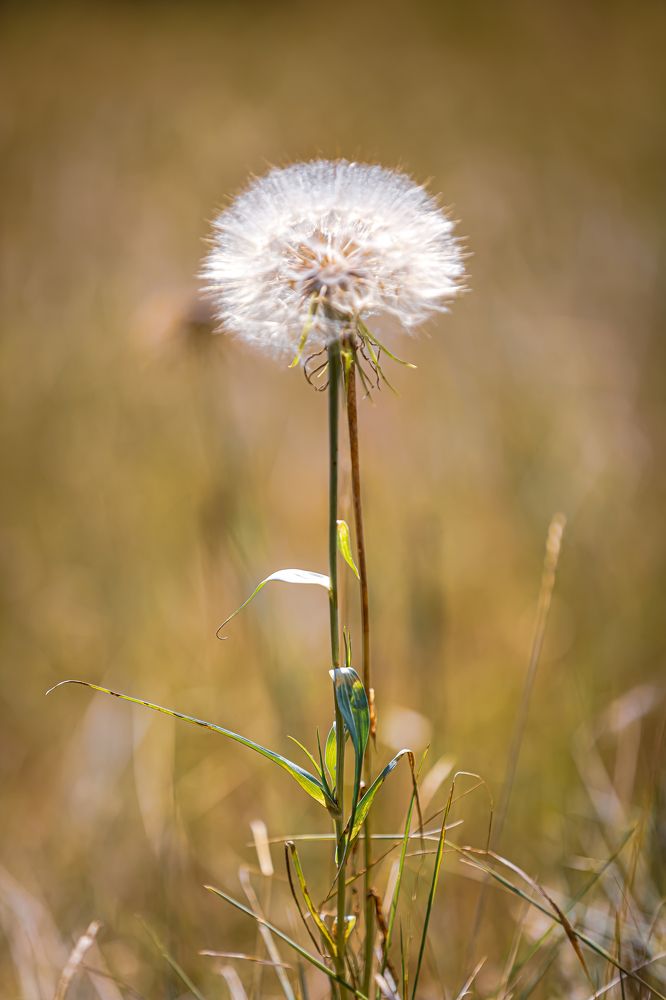 Фотография автора Michel PACHOT