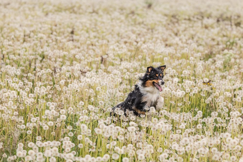 Photograph by Mariko Passel