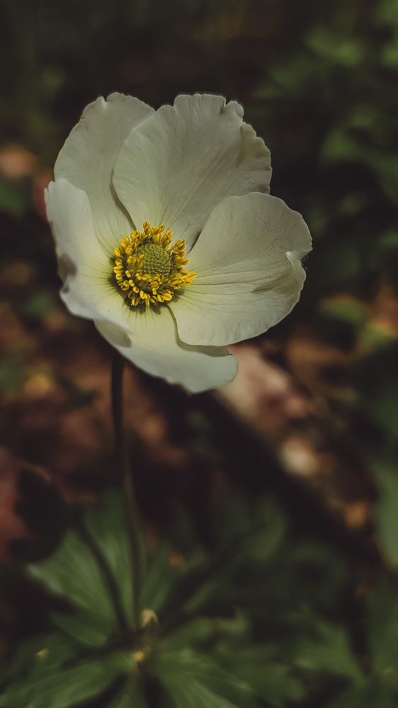 Photograph by Ирина Строкова