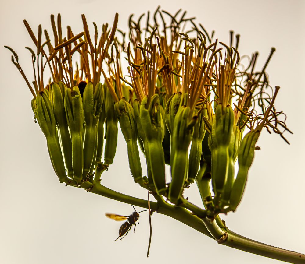 Фотография автора Michel PACHOT