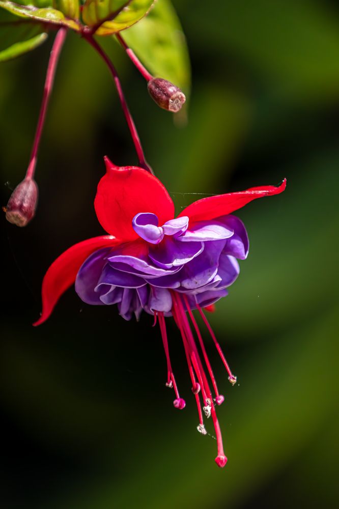 Фотография автора Michel PACHOT