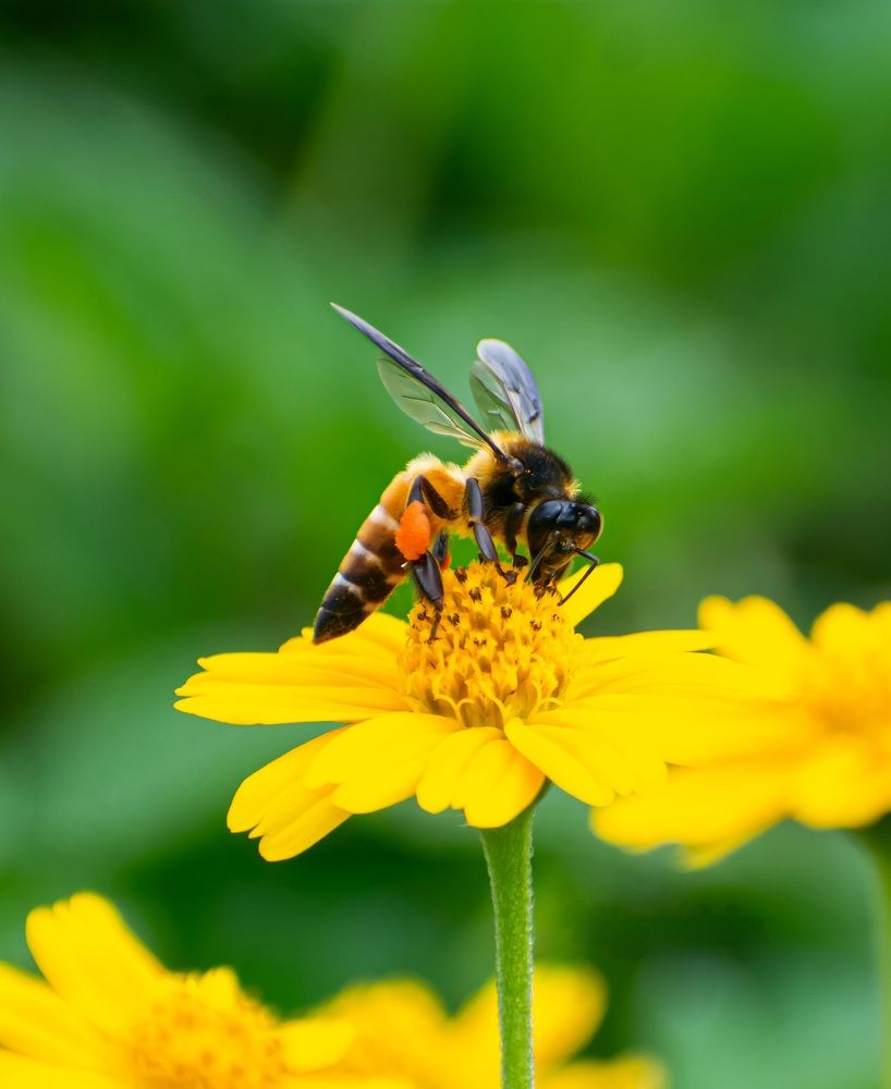 Photograph by Rehana Alpha