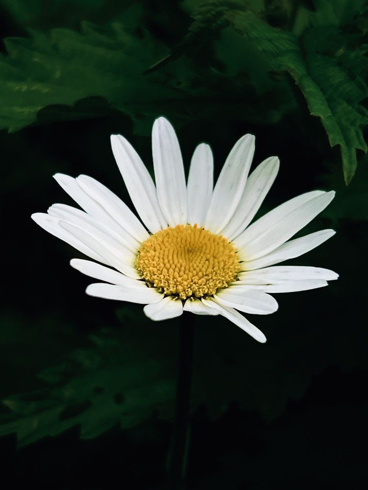 Photograph by Pavlova Maria