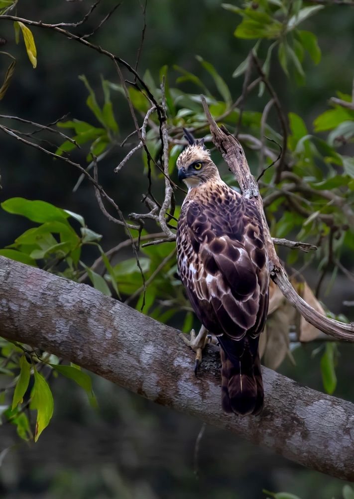 Photograph by Rehana Alpha