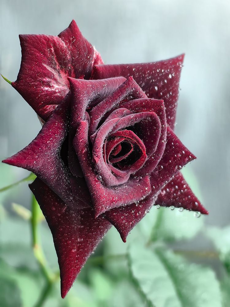 Photograph by Ирина Ветюгова