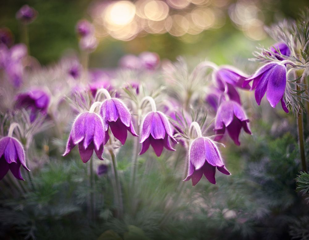 Photograph by S. Dana