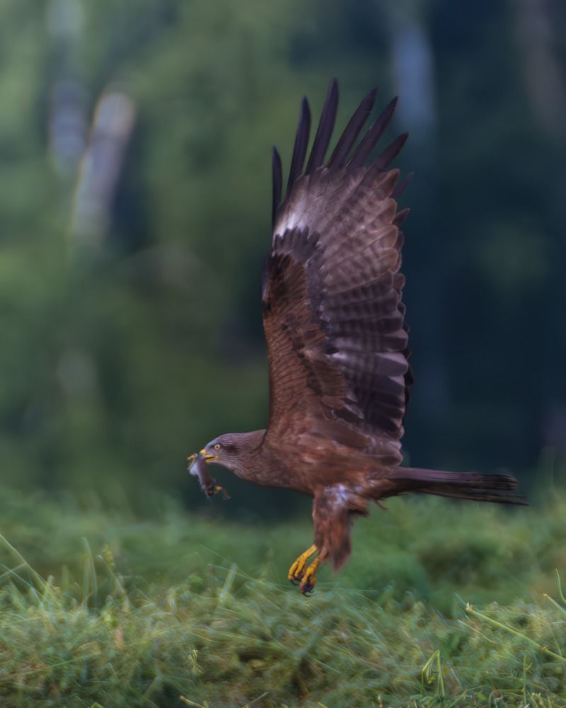 Черный коршун