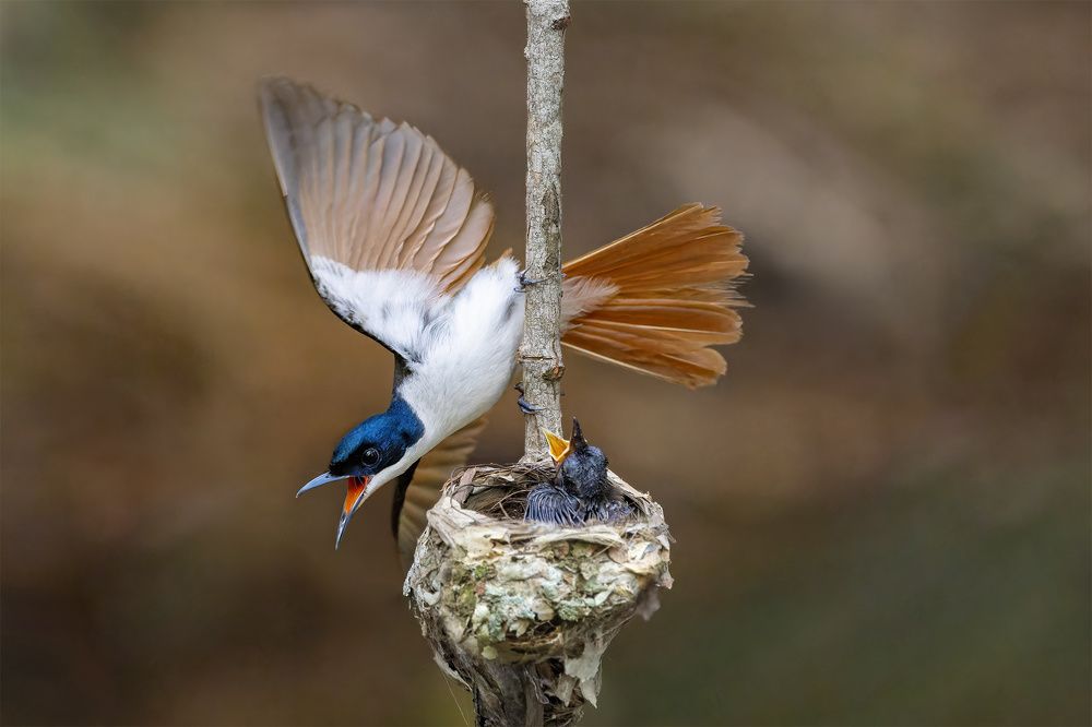 Photograph by Alexander Babych