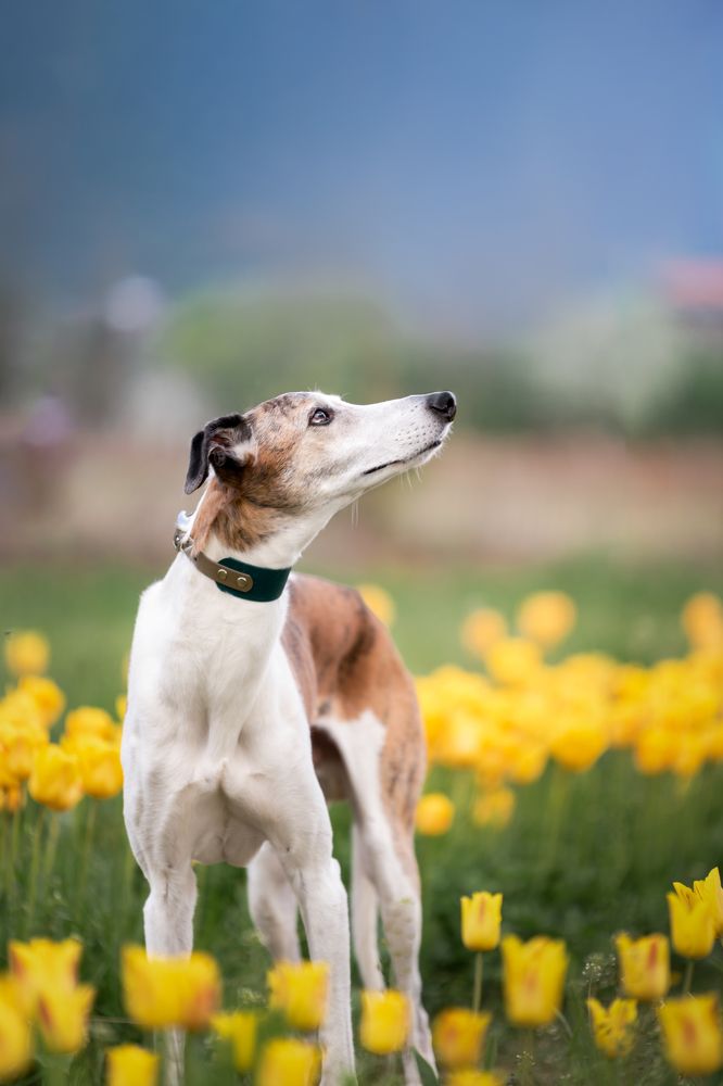 Photograph by Kelemen Tímea