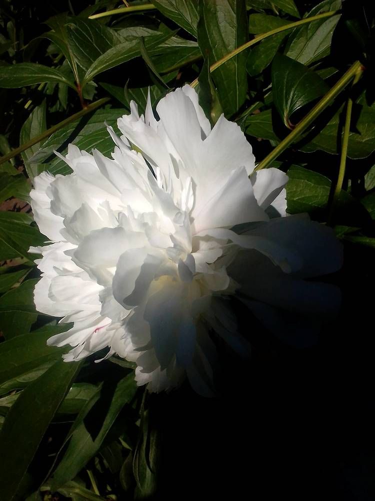 Цветочное настроение: белый пион.