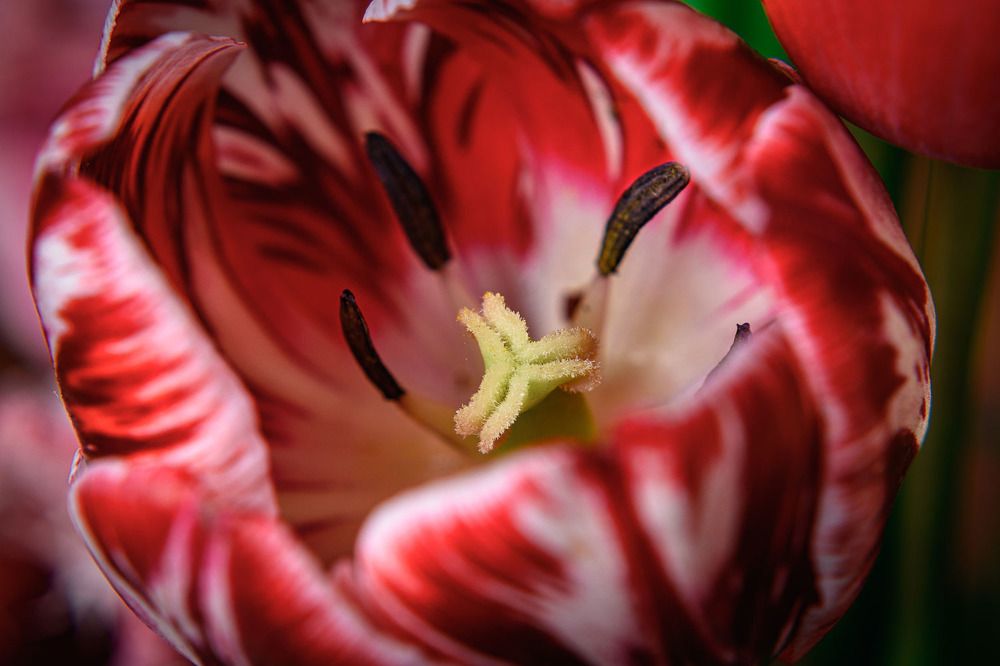 Тюльпан обычный/Common tulip