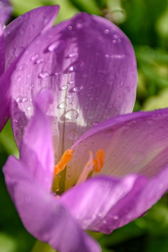 Садовый цветок/Garden flower