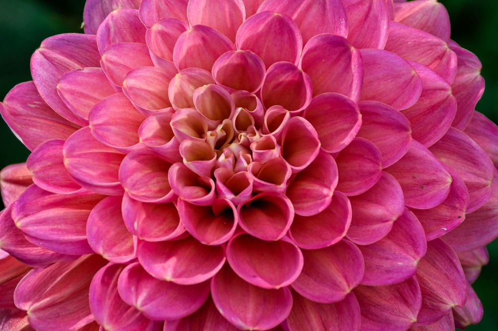 В саду/In the garden