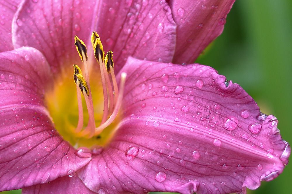 Лилейник/Day-lily