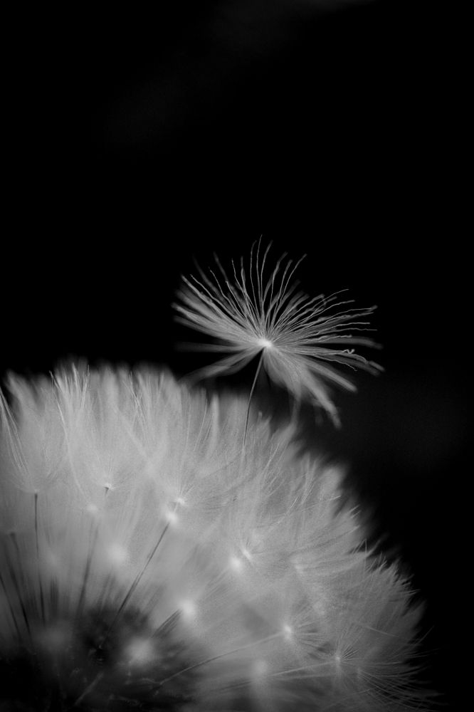 Dandelion