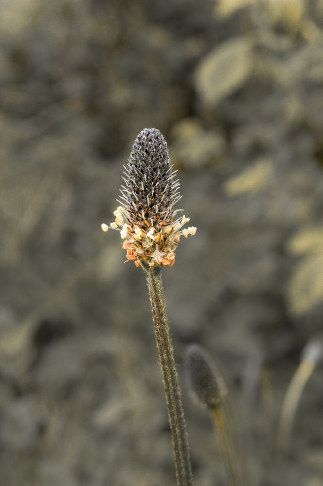 Plantago lanceolata