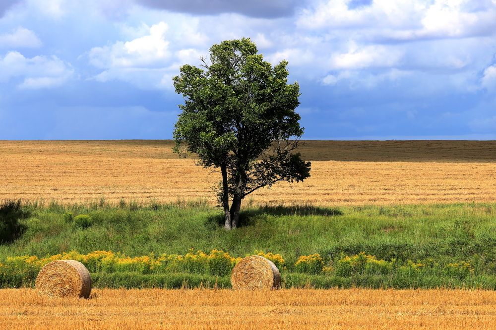 Фотография автора Колосова Елена
