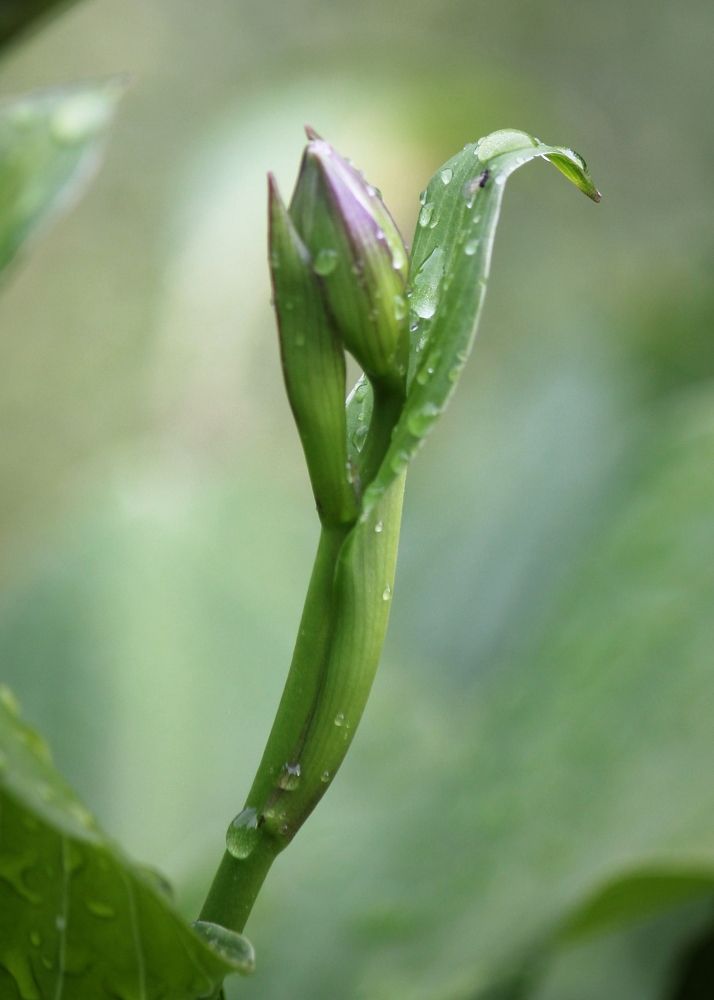 Photograph by Ирина Салминен