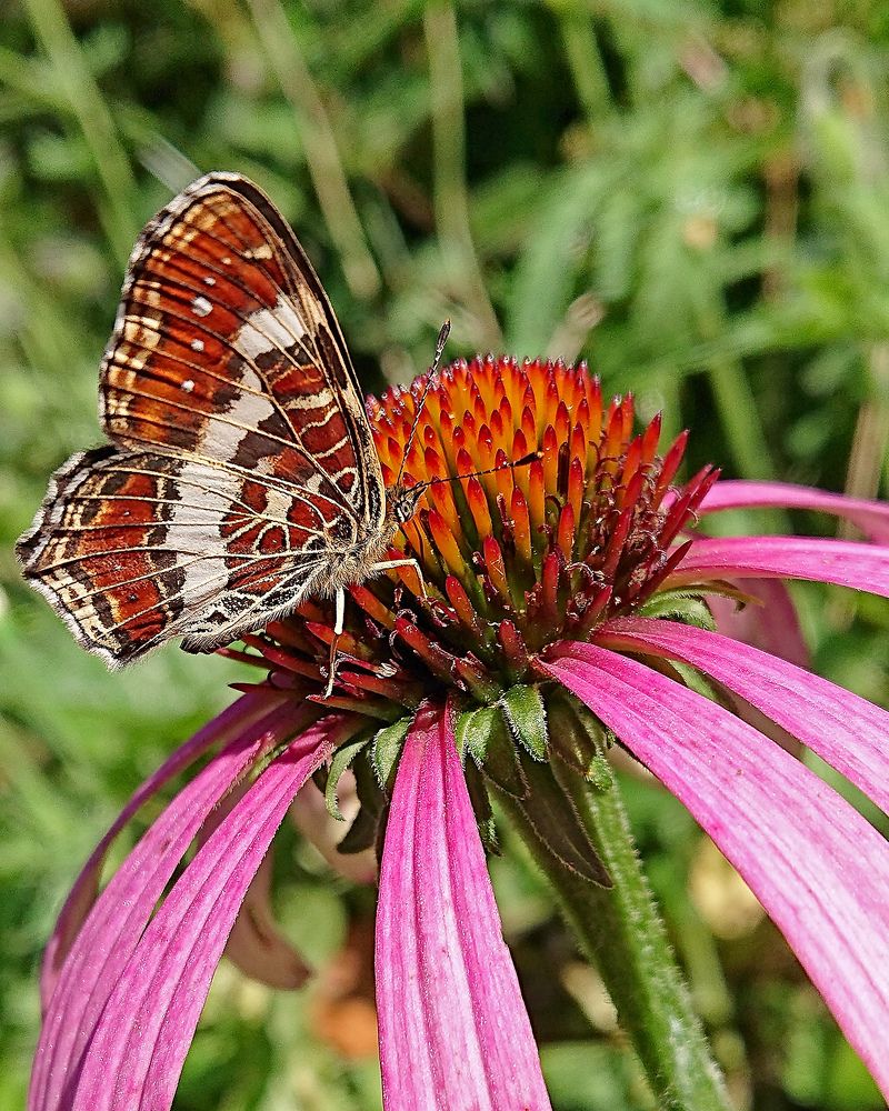 Созданы друг для друга...
