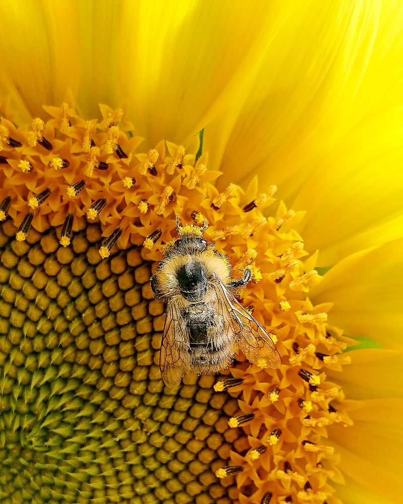 Подсолнух, это не только семечки...