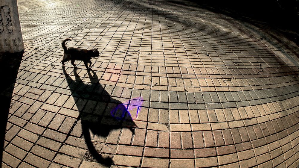 Жил да был чёрный кот за  углом