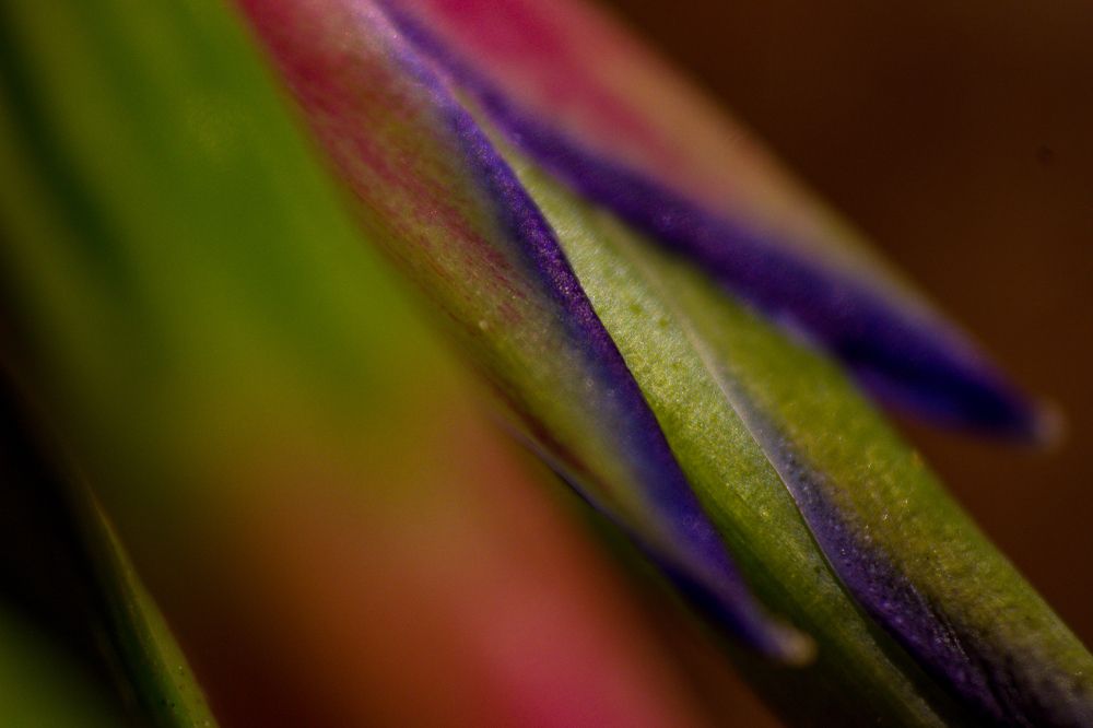 Rare flower of my garden.