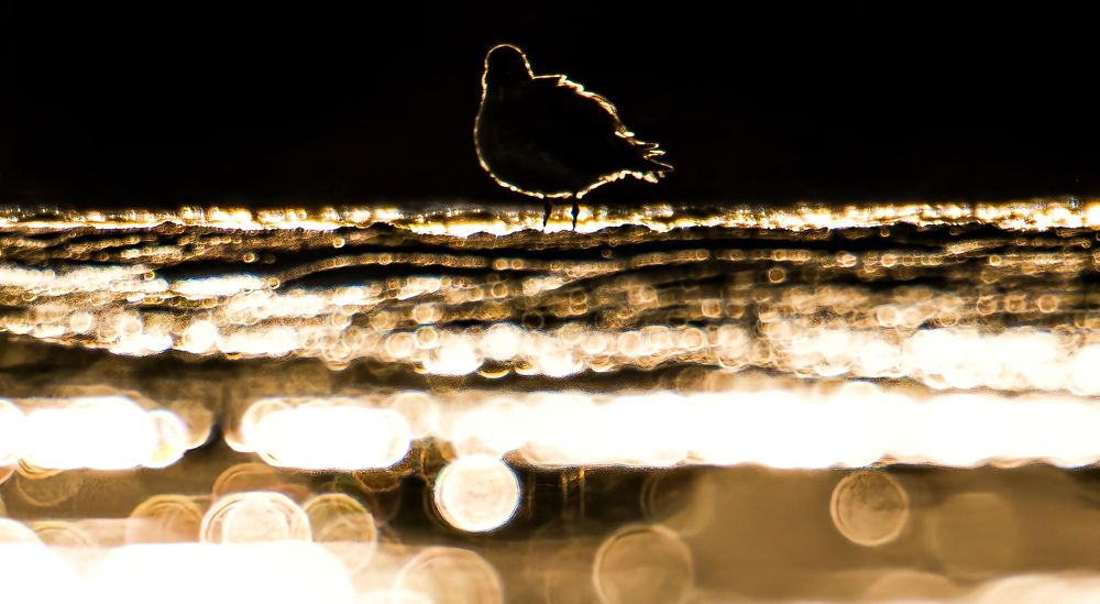 Plover in sunset