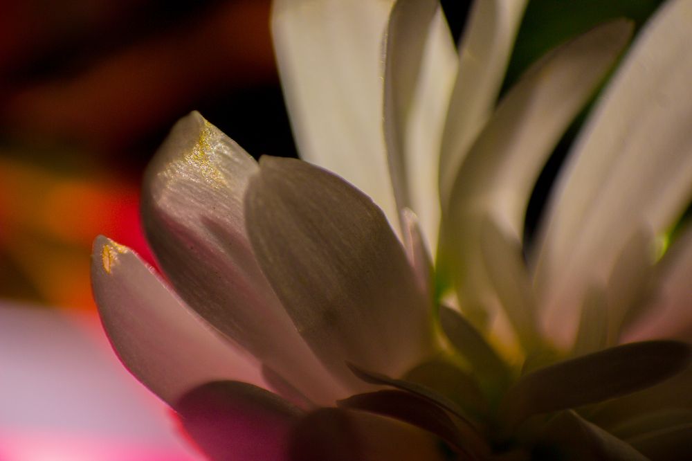 Little white flower.