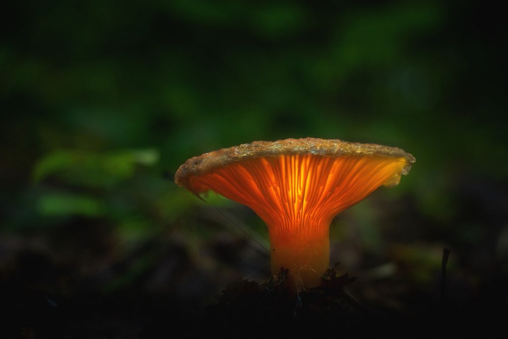 Photograph by Кокорин Алексей