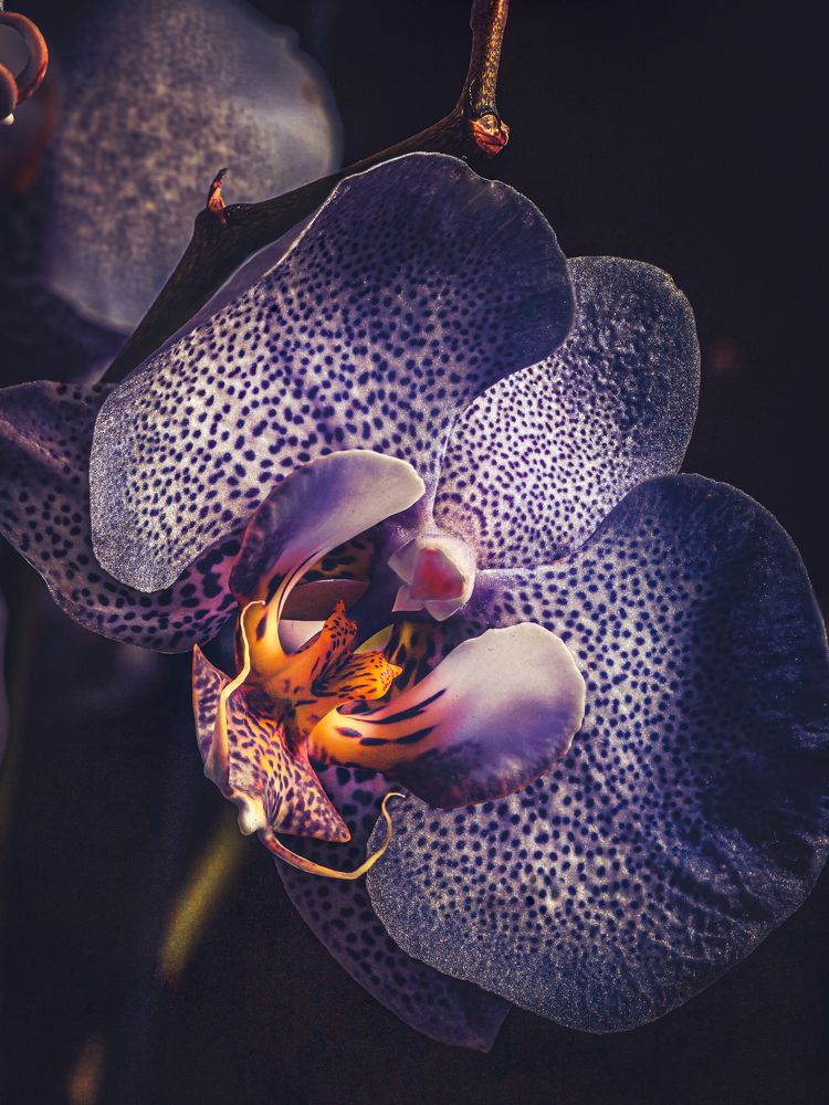 Photograph by Игорь Толкачев