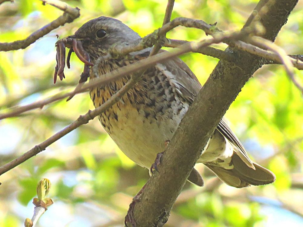 Дрозд рябинник - удачная охота.